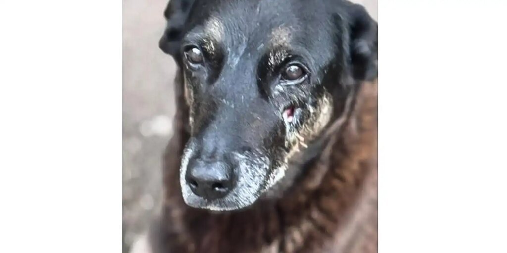 Caso Orelha: polícia pede internação de adolescente envolvido no crime