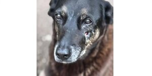 Caso Orelha: polícia pede internação de adolescente envolvido no crime