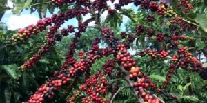 Conab prevê colheita recorde de café com crescimento de 17,1% em 2026
