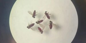 Estudo explica diferença de sintomas entre febre do Oropouche e dengue