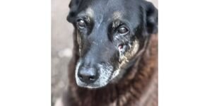 Hospital veterinário municipal passa a funcionar 24 horas em São Paulo