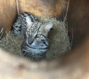 Jaguatirica resgatada com queimaduras é devolvida à natureza em Campo Formoso