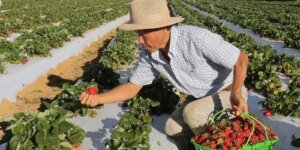 Agricultores com perda de produção começam a receber o Garantia-Safra