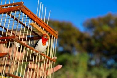CETAS: do resgate à reabilitação, o caminho de volta à natureza