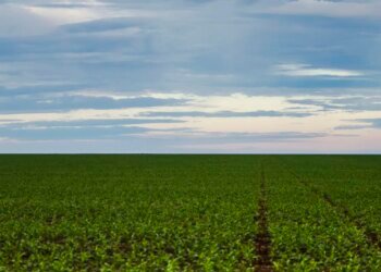 Fazenda estuda Fundo Garantidor para dívidas rurais