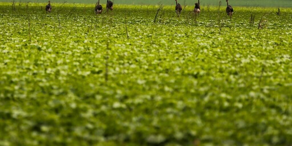 CMN passa a exigir fotos com localização comprovada em seguro rural