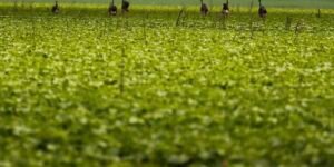 CMN passa a exigir fotos com localização comprovada em seguro rural