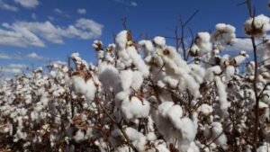 Manejo responsável impulsiona desenvolvimento econômico no agronegócio baiano