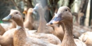 Sancionada lei que proíbe produção e comercialização de foie gras