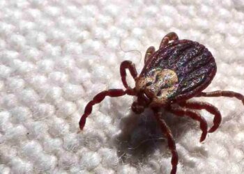 SP registra 18 mortes por febre maculosa em 19 casos confirmados